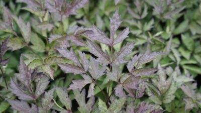 Actaea simplex 'Black Negligee'