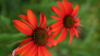 Echinacea purpurea 'Tomato Soup' ®