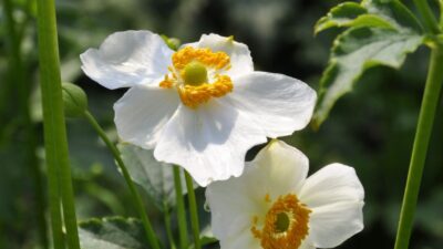Anemone japonica 'Lady Maria' ®