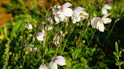 Anemone x cult. 'Wild Swan' ®