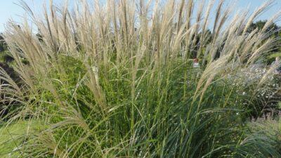 Miscanthus sinensis 'Federweißer'