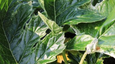 Acanthus mollis 'Whitewater' ®