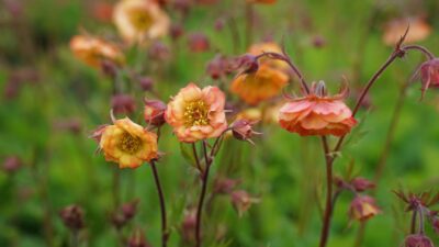 Geum Cocktail 'Mai Tai' ®