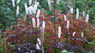 Actaea simplex 'Chocoholic' ®