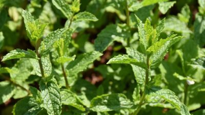 Mentha species 'Nemorosa'