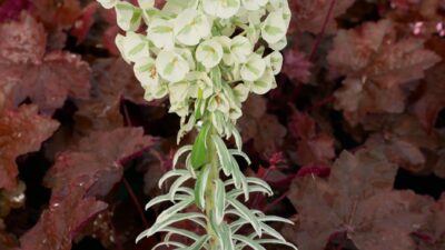 Euphorbia characias 'Tasmanian Tiger'