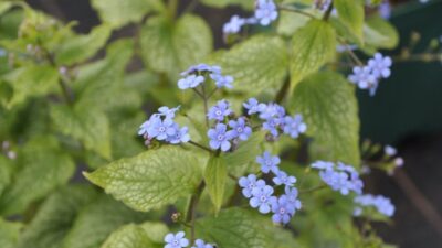 Brunnera macr. 'Alexander's Great' ®