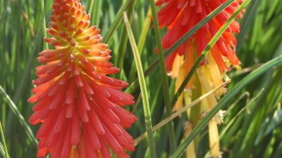 Kniphofia uvaria 'Papaya Popsicle' ®