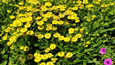 Helenium x cult. 'Sombrero' ®