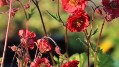 Geum x cult. 'Flames of Passion' ®