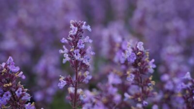 Nepeta x faassenii 'Purrsian Blue' ®