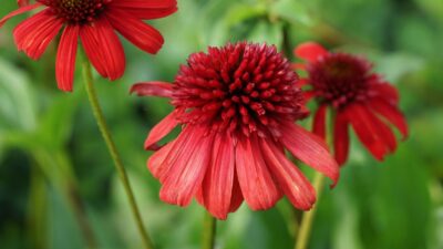 Echinacea purpurea 'Eccentric' ®