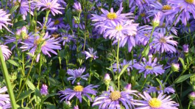 Aster x amethystinus 'Freiburg'