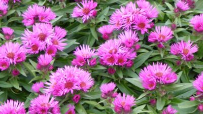Aster novae-angliae 'Vibrant Dome' ®