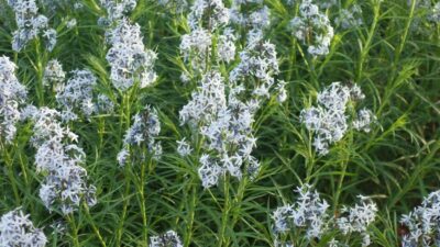 Amsonia hubrichtii