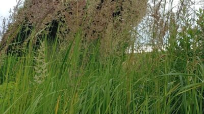 Calamagrostis epigejos
