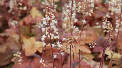 Heucherella tiarelloides 'Sweet Tea' ®