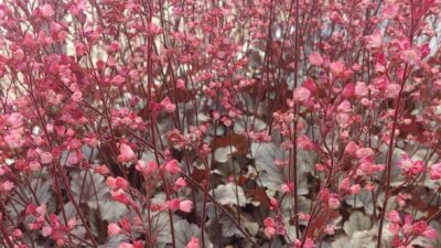 Heuchera villosa 'Marble Expression Pink''