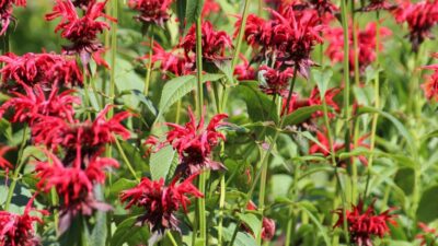 Monarda didyma 'Jacob Cline'