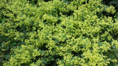 Alchemilla sericata 'Gold Strike'