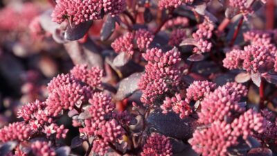 Sedum telephium 'Touchdown Teak' ®