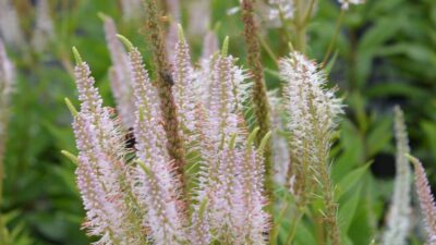 Veronicastrum virg. 'Pink Glow'