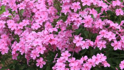 Phlox paniculata 'Christine'