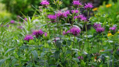 Monarda fistulosa 'Huckleberry'