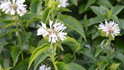 Monarda fistulosa 'Snow Queen'