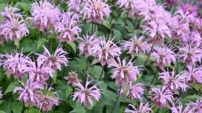 Monarda fistulosa 'Rebecca'