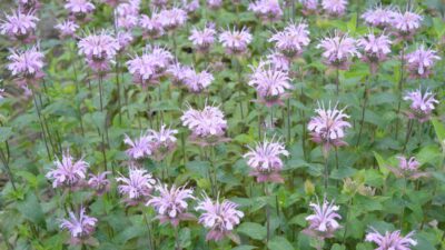 Monarda fistulosa 'Camilla'