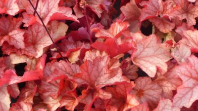 Heuchera micrantha 'Paprika' ®