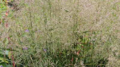Deschampsia cespitosa 'Palava'