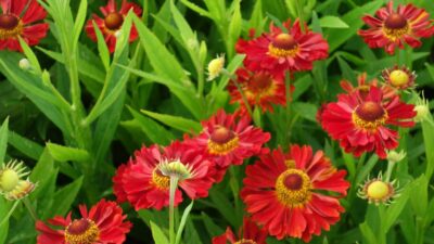 Helenium x cult. 'Ranchera' ®