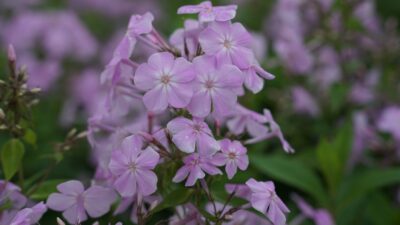 Phlox paniculata 'Kleiner Augenstern'