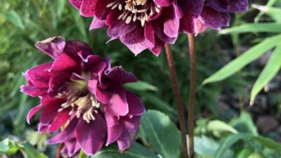 Helleborus x orientalis 'Double Ellen Red'