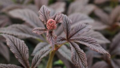 Rodgersia pinnata 'Bronze Peacock'