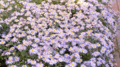Aster ageratoides JS® 'Eleven Purple'
