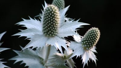 Eryngium giganteum 'Silver Ghost'