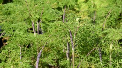 Selinum wallichianum