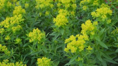 Euphorbia palustris 'Teichlaterne'