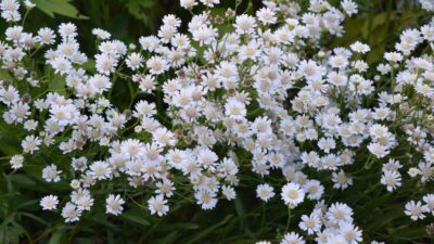 Solidago ptarmicoides 'Major'