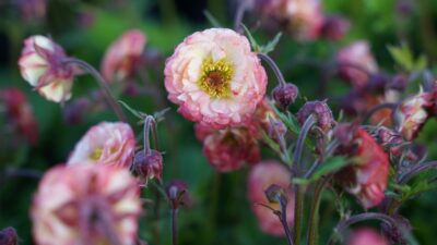 Geum Cocktail 'Cosmopolitan' ®