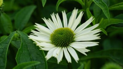 Echinacea purpurea 'Virgin' ®