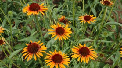 Echinacea purpurea 'Flame Thrower'