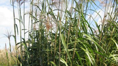 Miscanthus x giganteus 'Meidl' ®