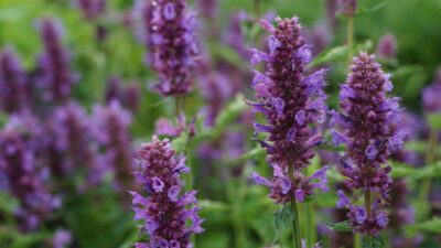 Agastache rugosa 'Blue Boa' ®