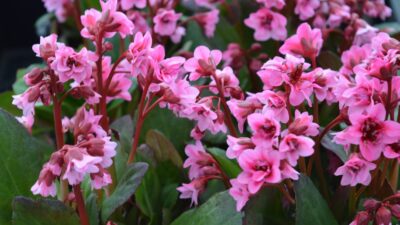 Bergenia cordifolia 'Flirt' ®