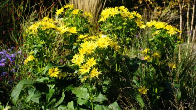 Silphium perfoliatum JS® 'Maya'