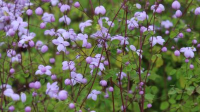 Thalictrum delavayi 'Splendide' ®